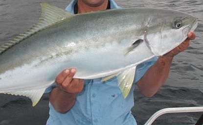 Illegal fishing at wreck targeted